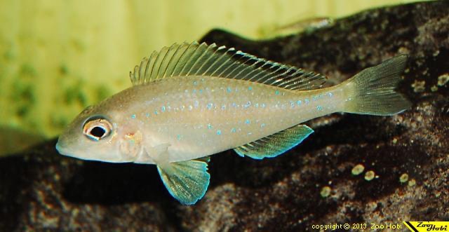 Xenotilapia spilopterus 'Cape Kachese'